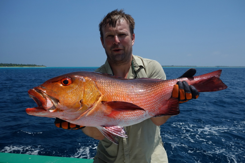 Chnapal-snapper red 72cm-4,8kg